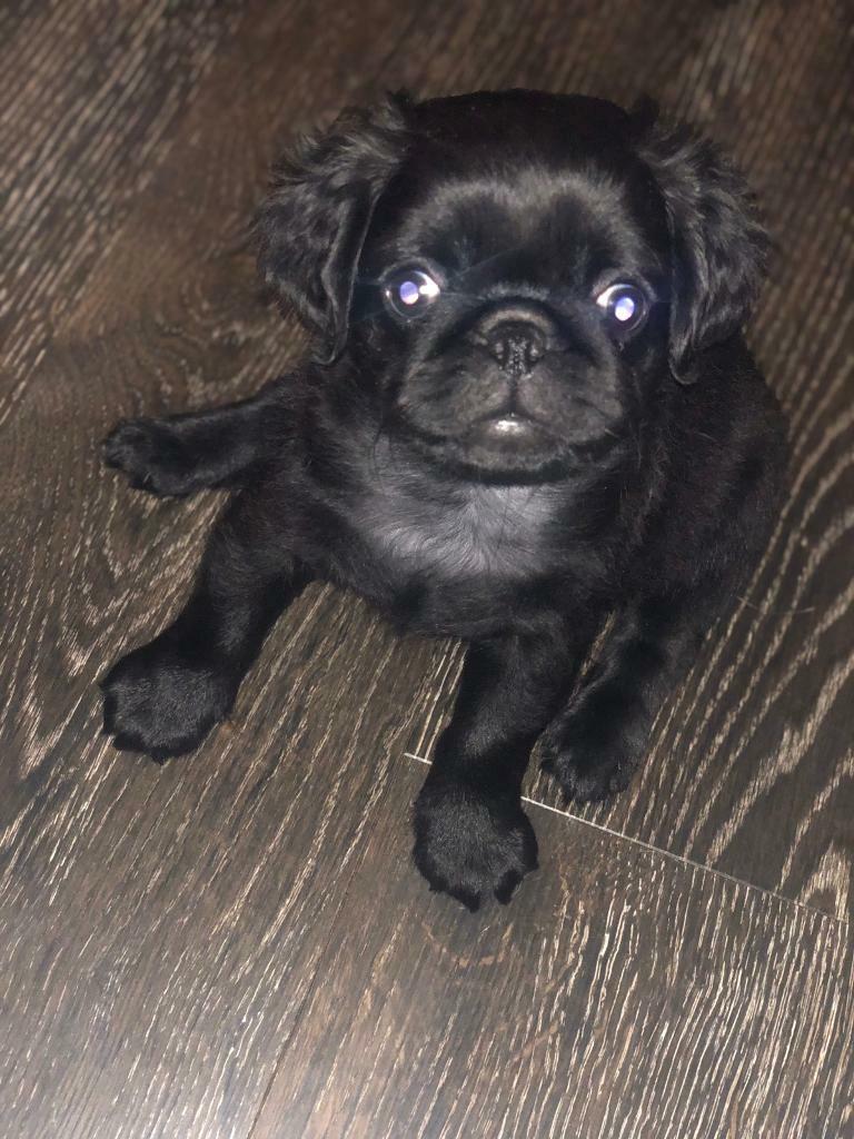 fluffy pugs for sale